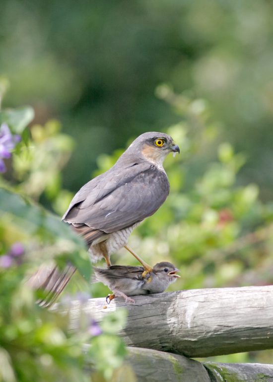 Sparrowhawk, garden